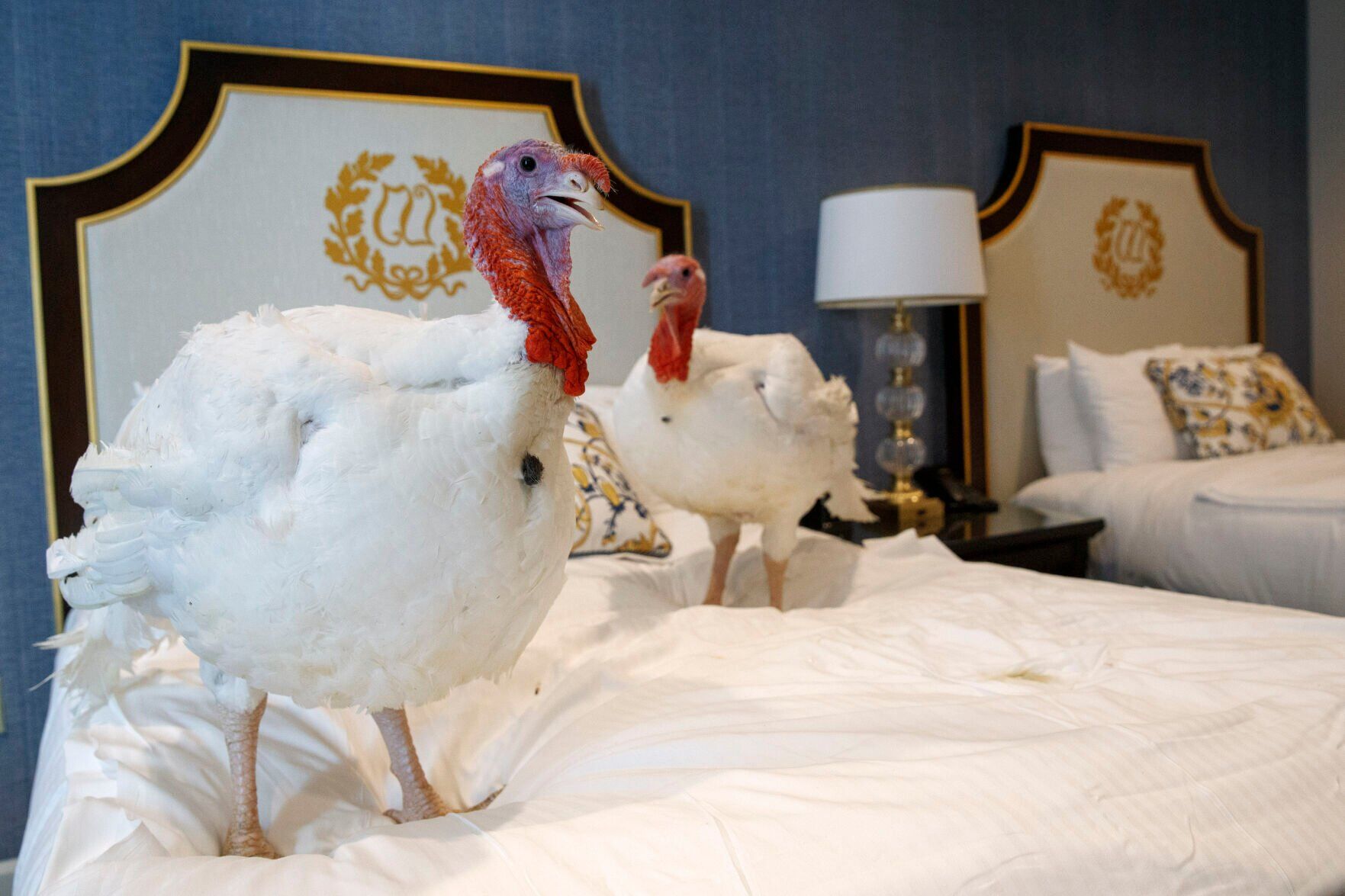 Trump turkey pardon, 2019
